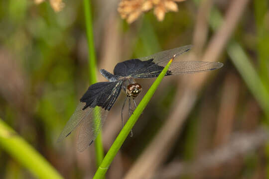 Image of Rhyothemis braganza Karsch 1890