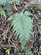 Image of Pacific Wood Fern