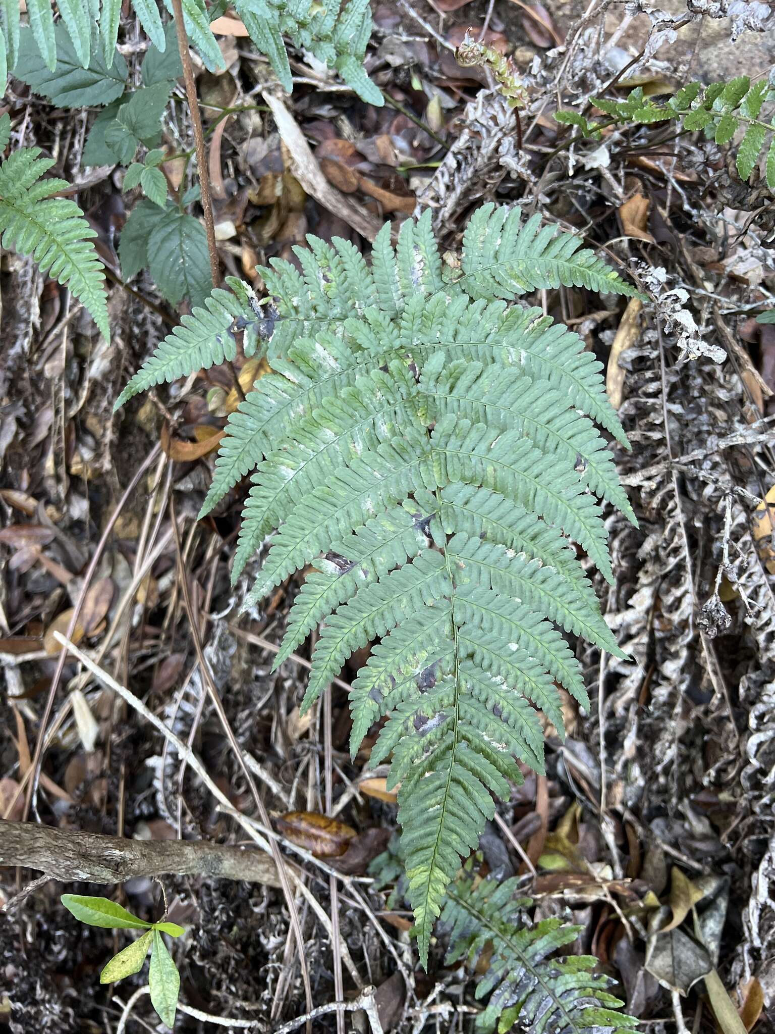 Image of Pacific Wood Fern