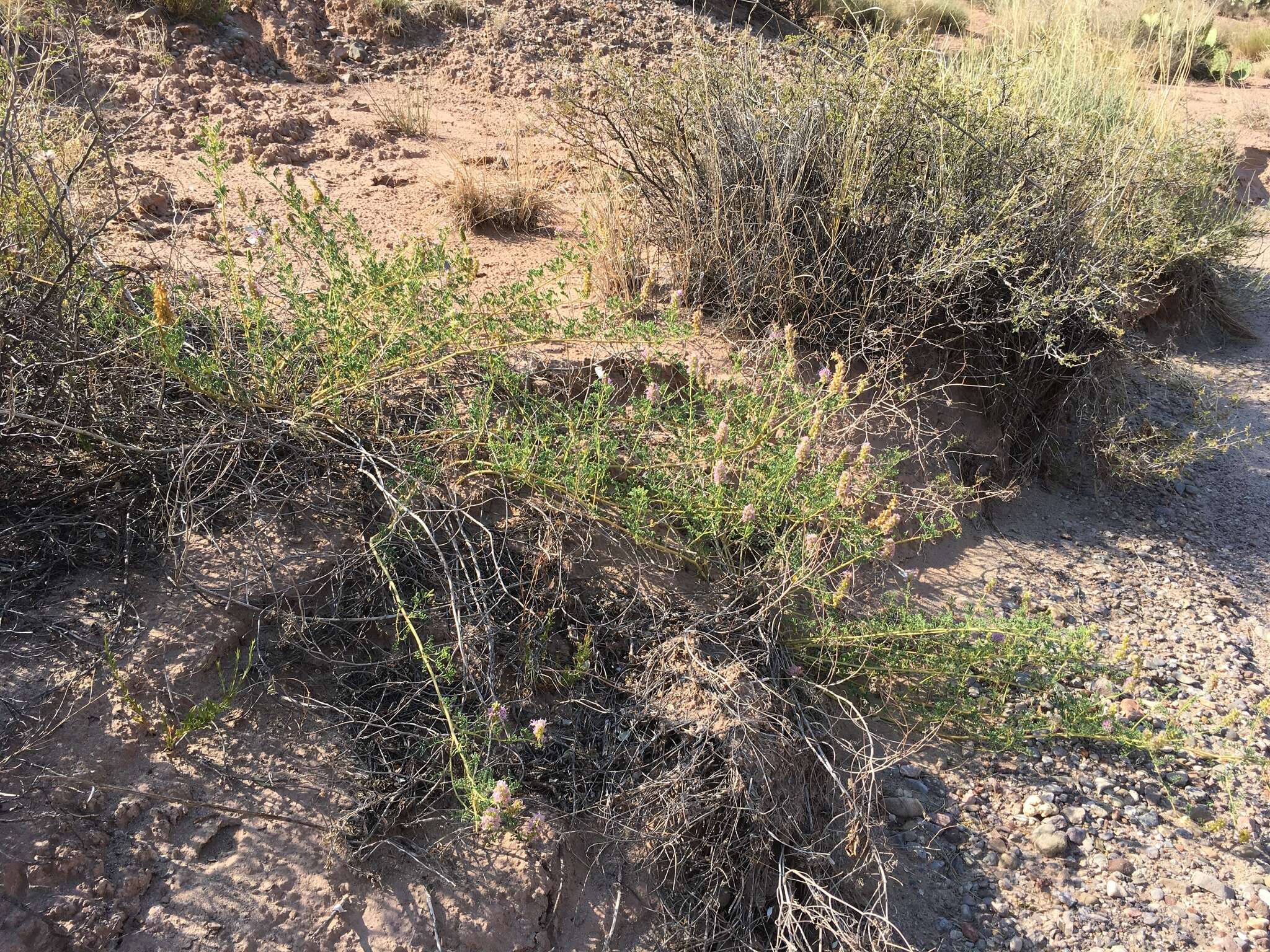 Image of Albuquerque prairie clover