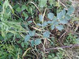 Image of Thalictrum speciosissimum L.