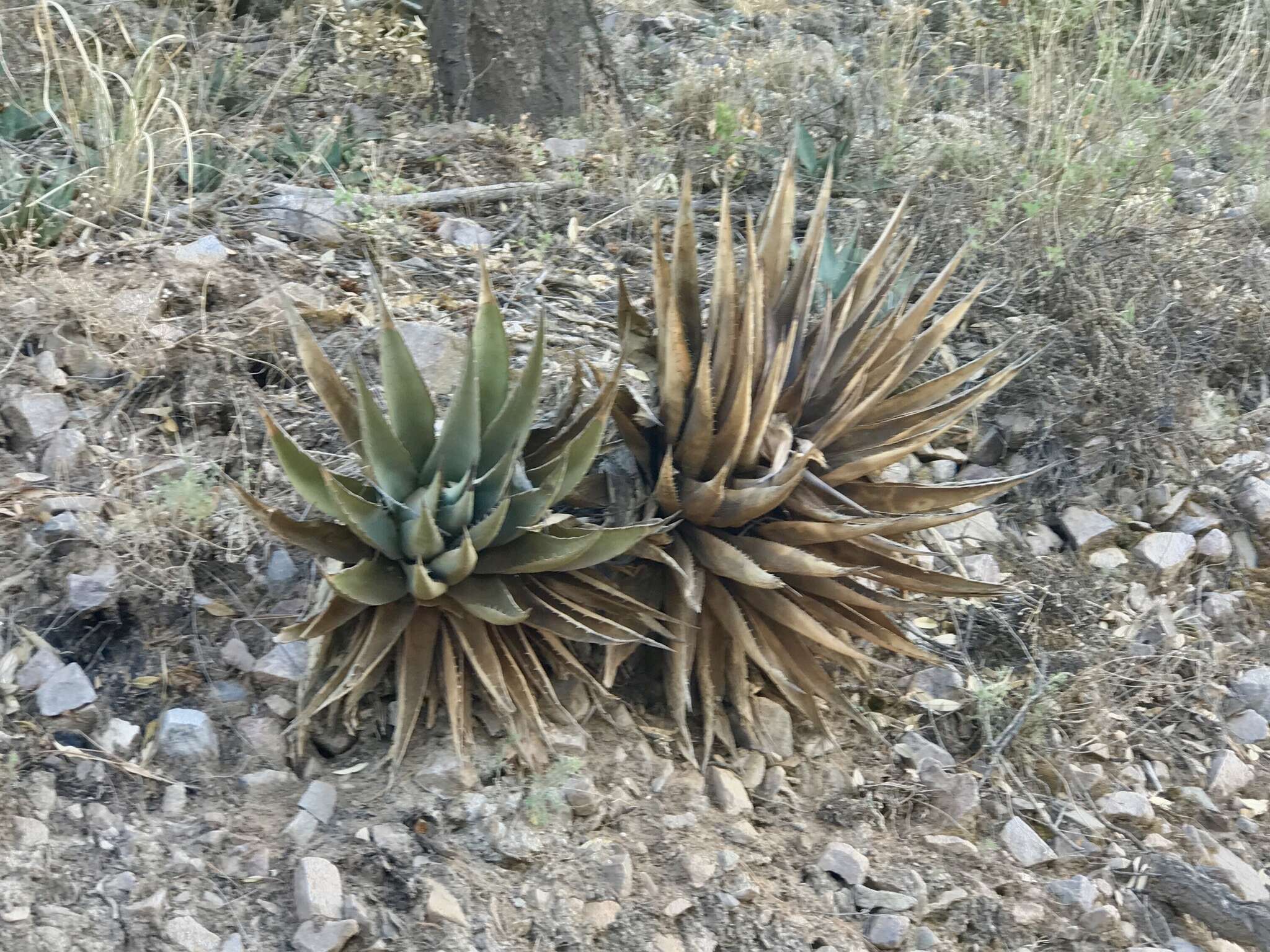 Agave palmeri Engelm. resmi