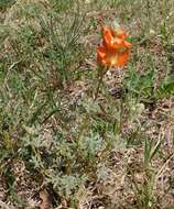 Image of scarlet globemallow