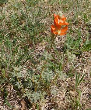 Слика од Sphaeralcea coccinea (Nutt.) Rydb.
