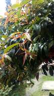 Syzygium paniculatum Gaertn. resmi