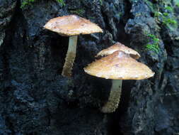 Hemistropharia resmi