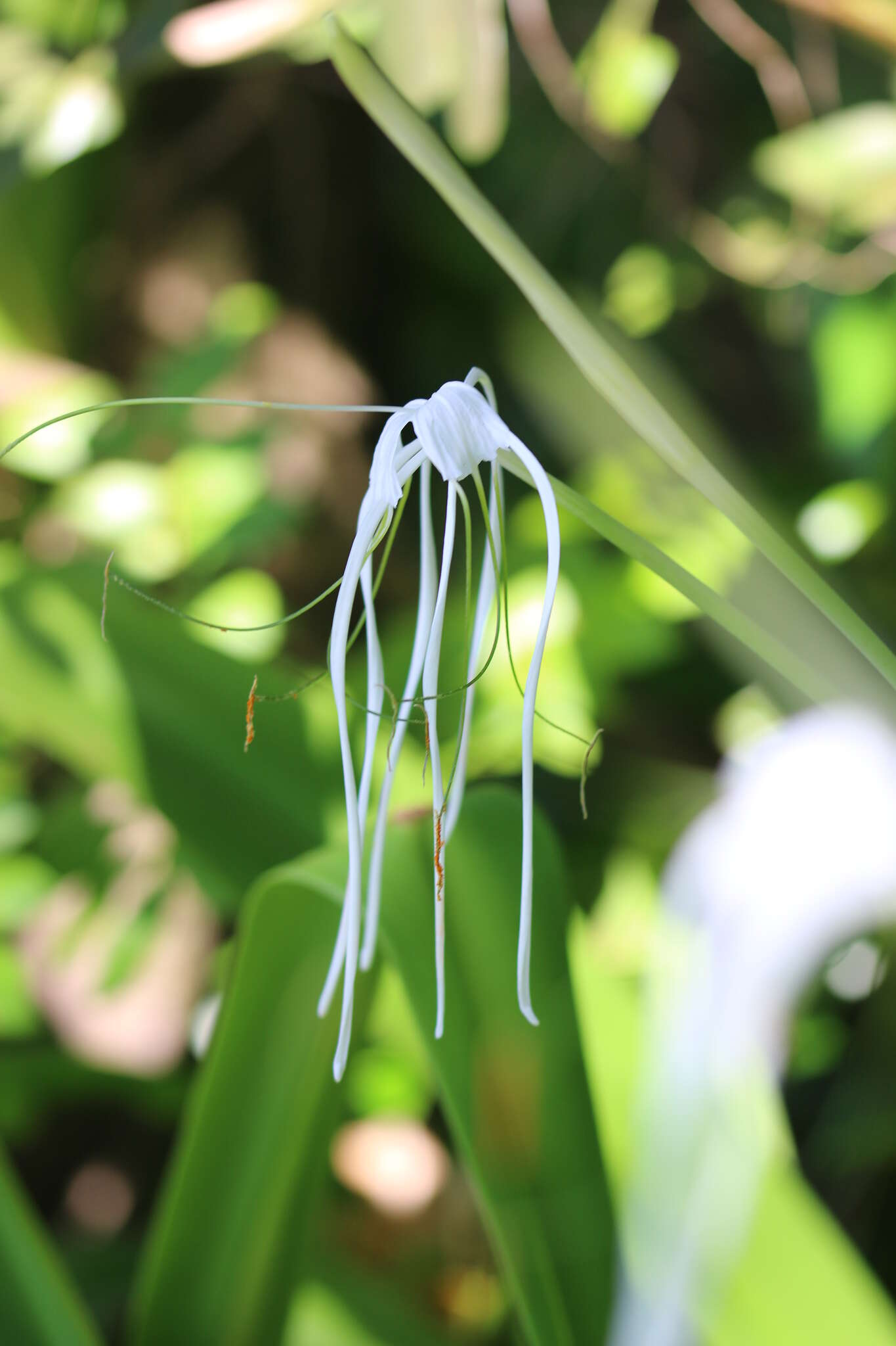 Image of beach spiderlily