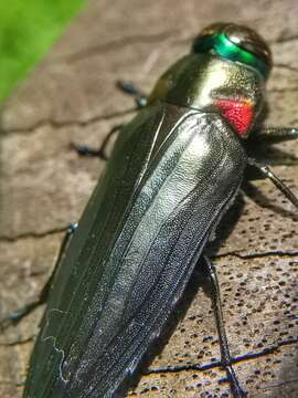 Image of Jewel beetle