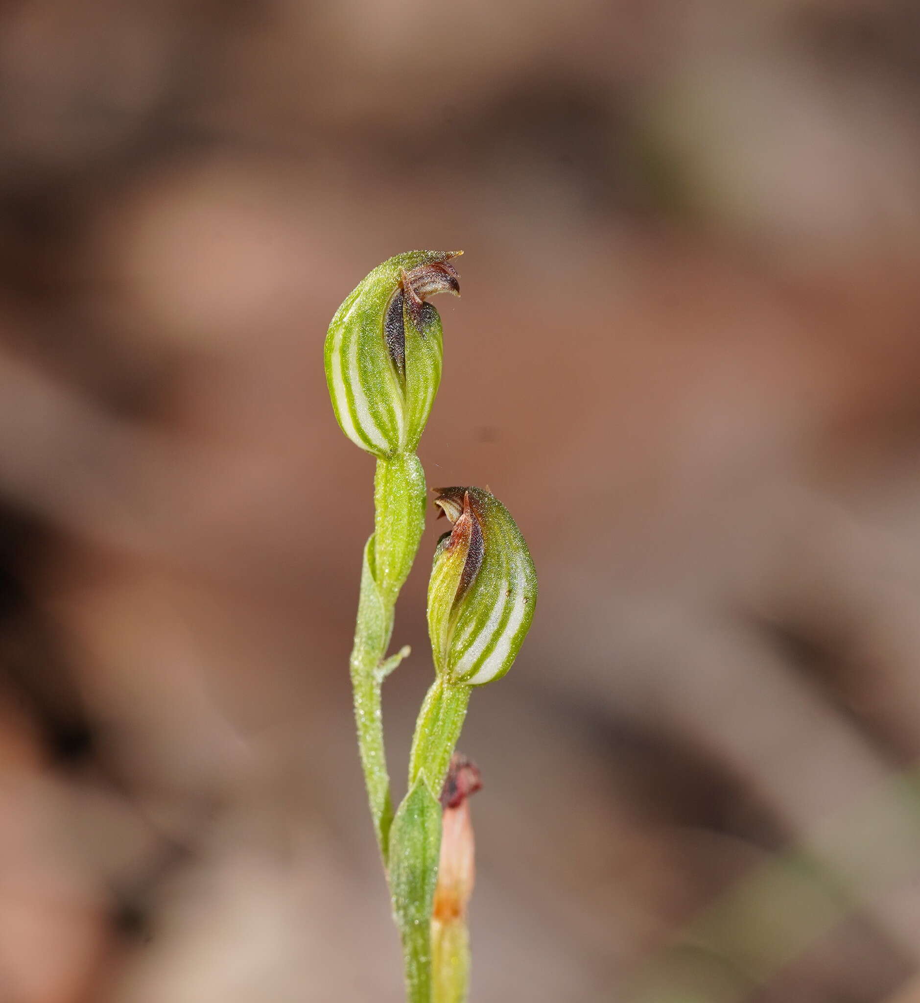 Image of Pterostylis clivosa