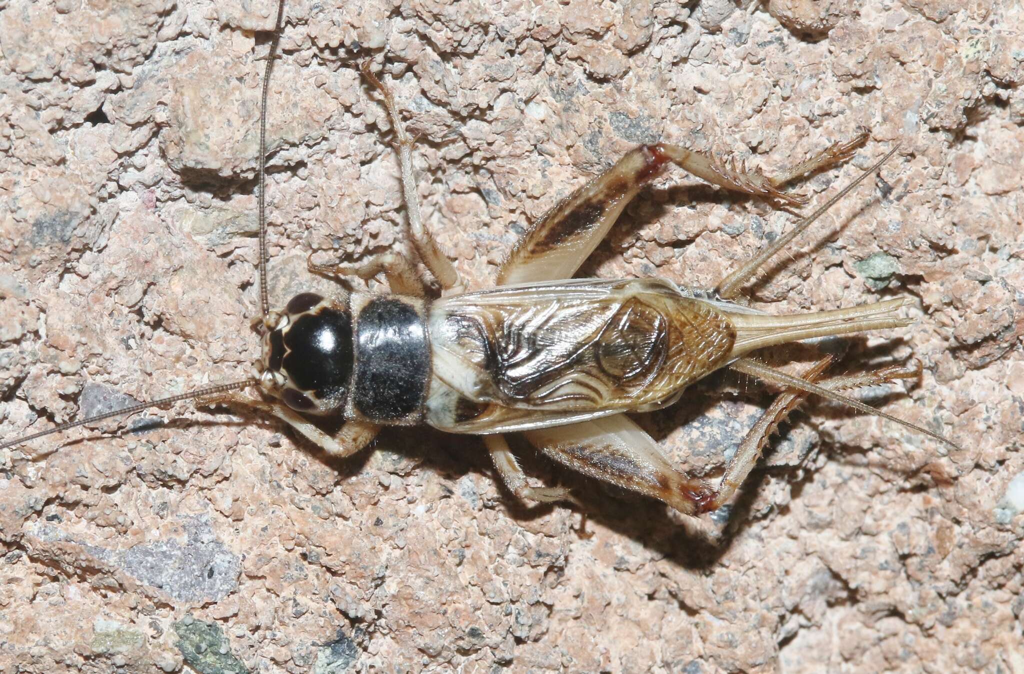 Image of Badlands Cricket