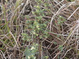 Image of Pimelea spinescens subsp. spinescens