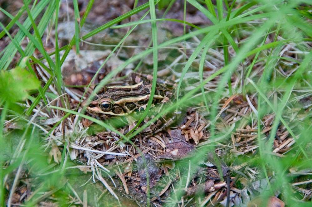 Image of pickerel frog