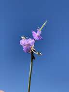 Image of Wright's Spiderwort