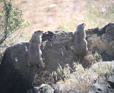 Image of Urocitellus townsendii nancyae (Nadler 1968)