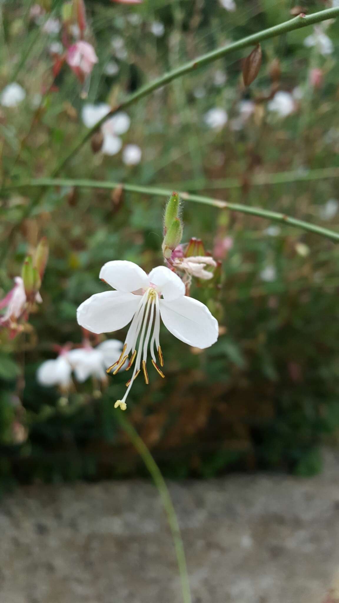 Imagem de Oenothera lindheimeri (Engelm. & A. Gray) W. L. Wagner & Hoch