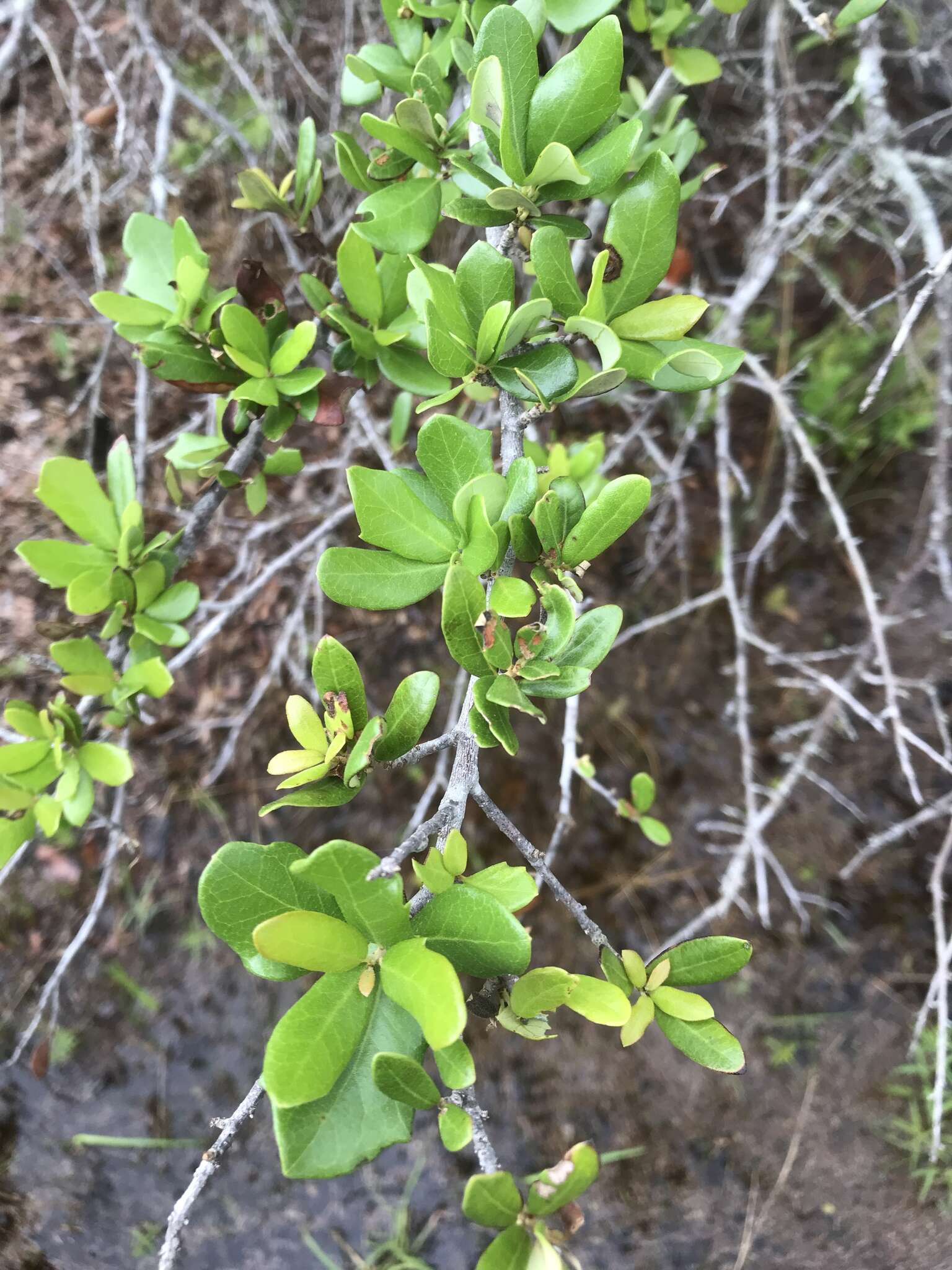 Imagem de Quercus geminata Small