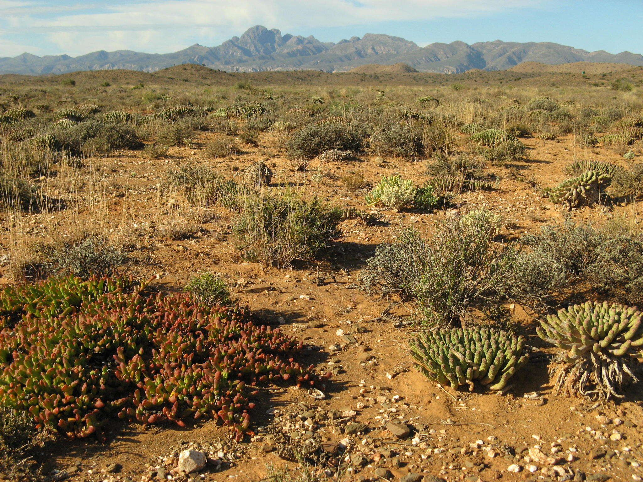 Euphorbia esculenta Marloth resmi