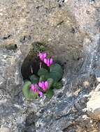 Image of Cyclamen rhodium subsp. vividum (Grey-Wilson) J. Compton & Culham