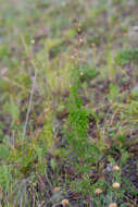 Image de Thalictrum foetidum L.