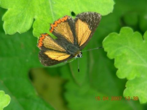 Image of <i>Heliophorus brahma</i> (Moore (1858))