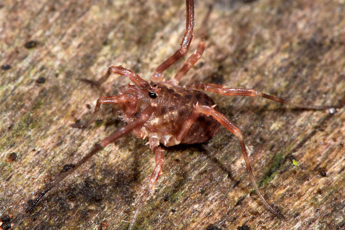 Image of Lophopilio palpinalis (Herbst 1799)