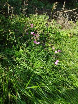 Image of Sequier's pink