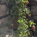 Image de Canarina canariensis (L.) Vatke