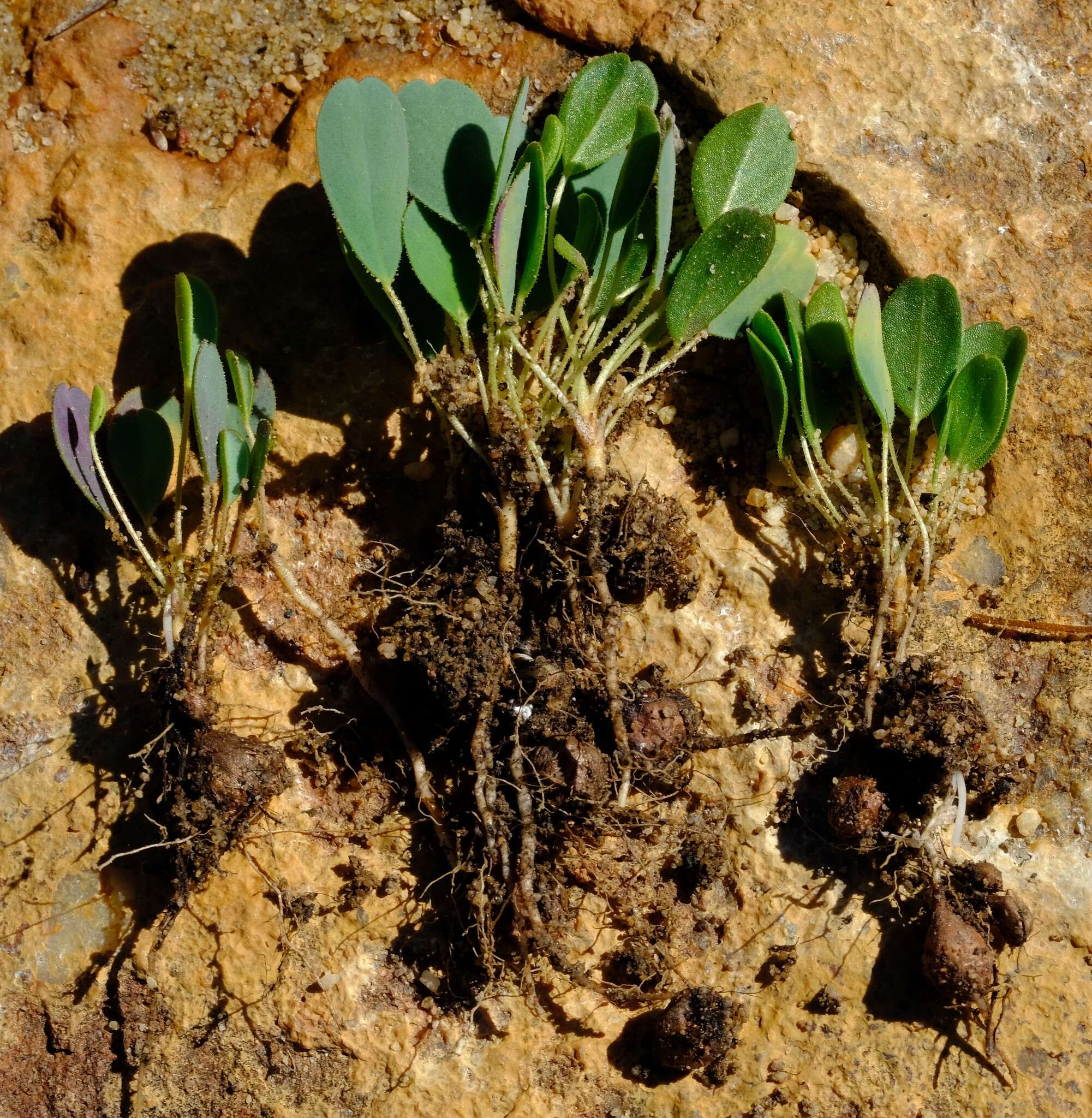 Image of Oxalis monophylla var. minor T. M. Salter