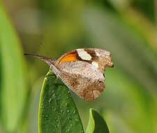 Plancia ëd Libytheana motya Boisduval & Leconte 1833