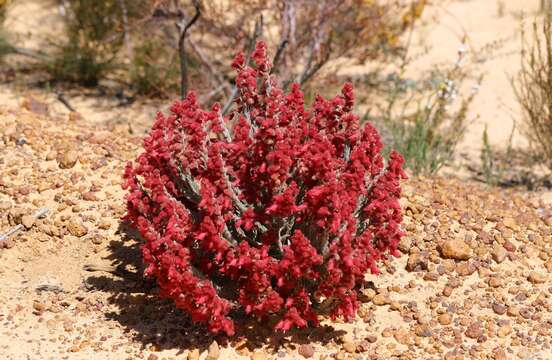 Image of Hemiphora elderi (F. Muell.) F. Muell.