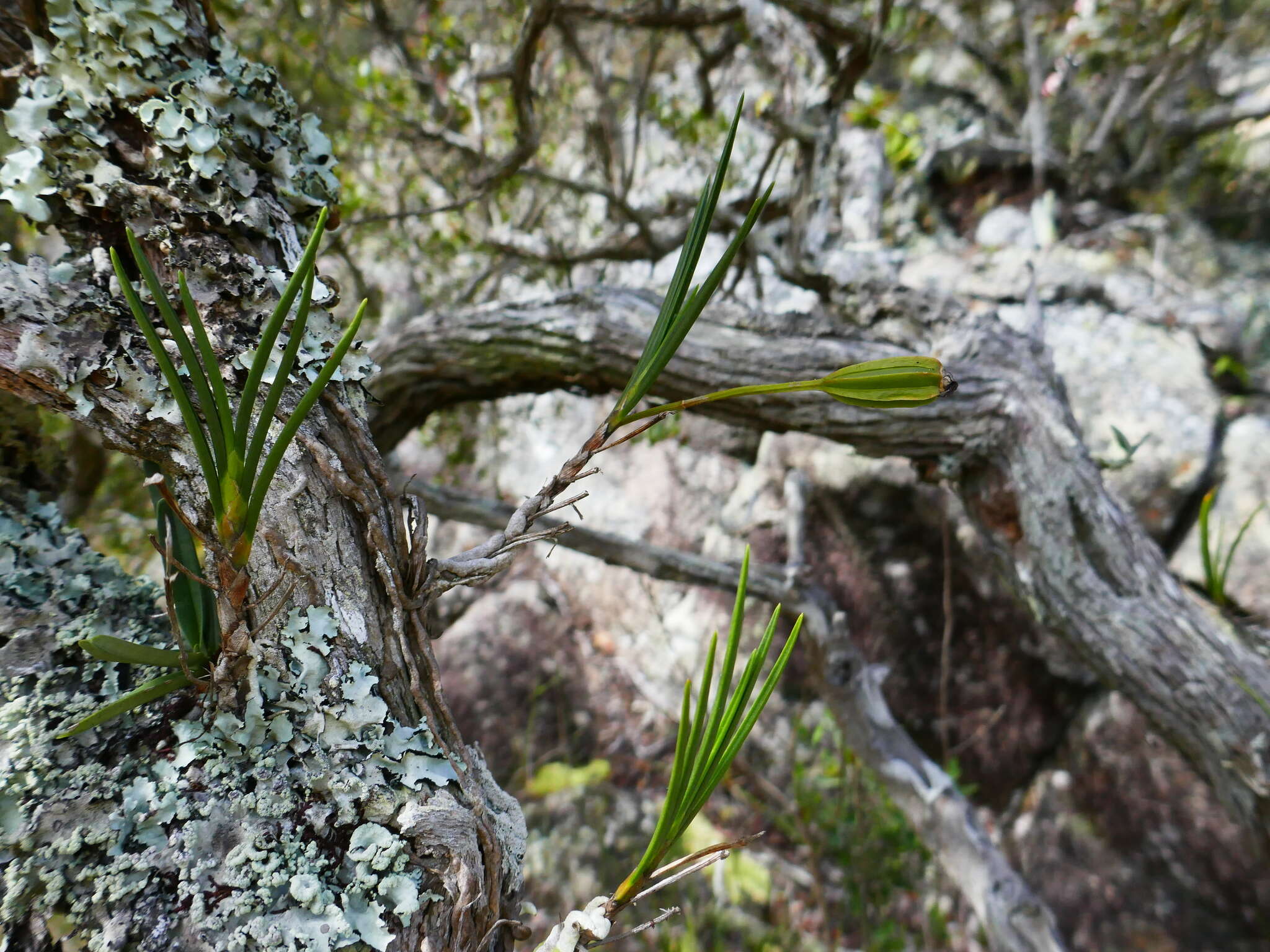 Image of Angraecum popowii Braem