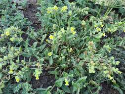 Image of Nonea alpestris (Stev.) G. Don fil.