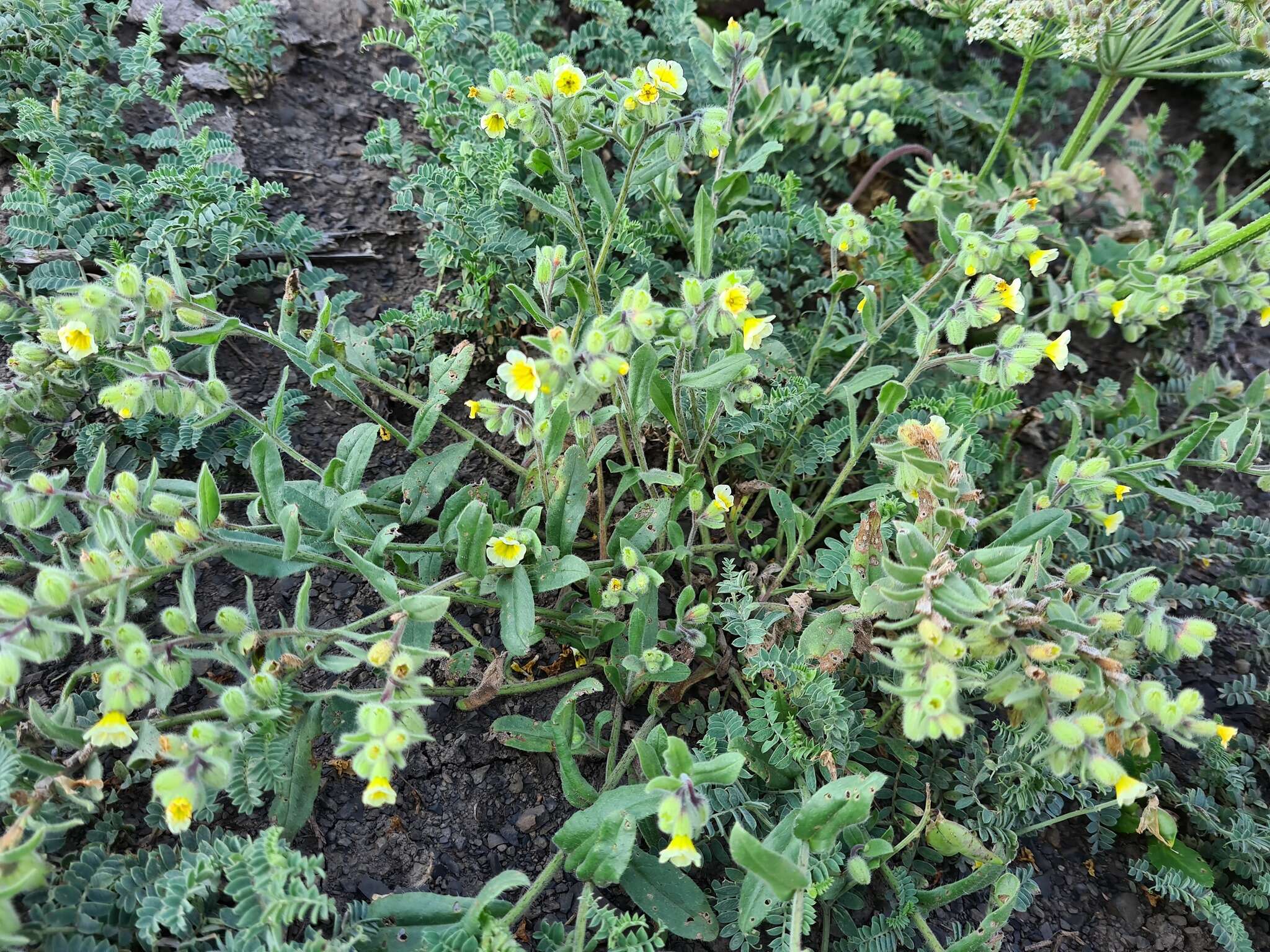 Слика од Nonea alpestris (Stev.) G. Don fil.