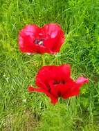 Image of Oriental poppy