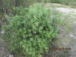 Image of Bonellia macrocarpa subsp. pungens (A. Gray) B. Ståhl & Källersjö