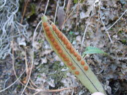 Image of redscale scaly polypody