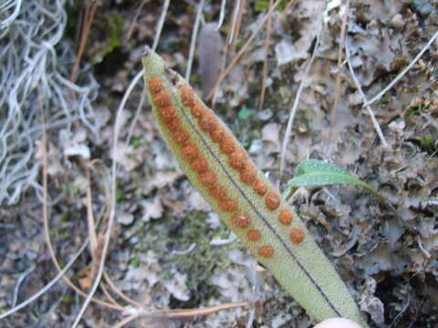 Image de Pleopeltis polylepis (Roem. ex Kunze) T. Moore