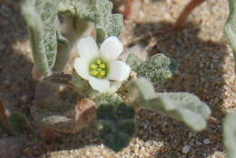Image de Neurada procumbens L.