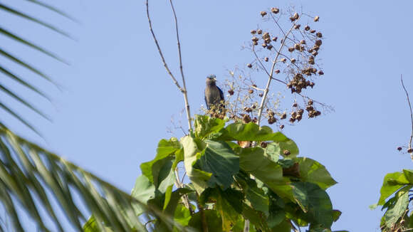 Image of Indochinese Roller