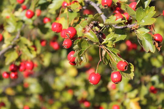 Слика од Crataegus rhipidophylla Gand.