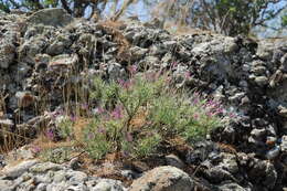 Imagem de Rhaphidophyton regelii (Bunge) Iljin