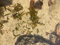 Image of Red algae