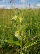 Image of Symphytum officinale subsp. bohemicum (F. W. Schmidt) Celak.