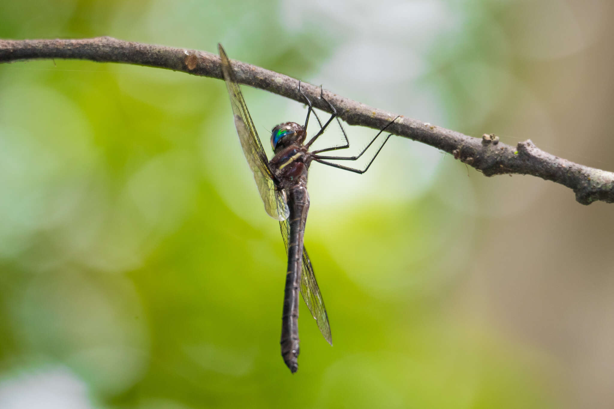 Image of Macromia cincta Rambur 1842