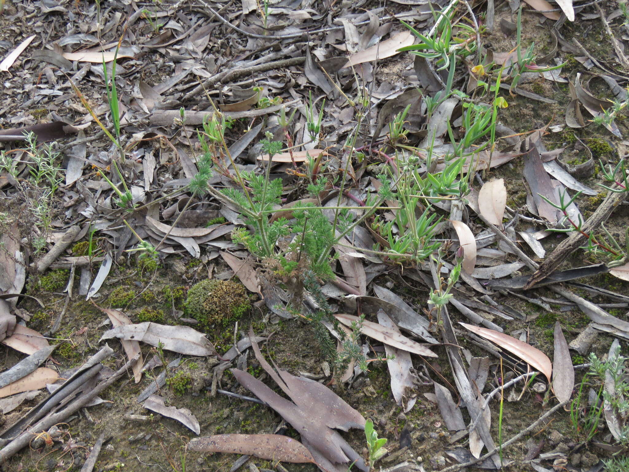 Image of Pelargonium hirtum (Burm. fil.) Jacq.