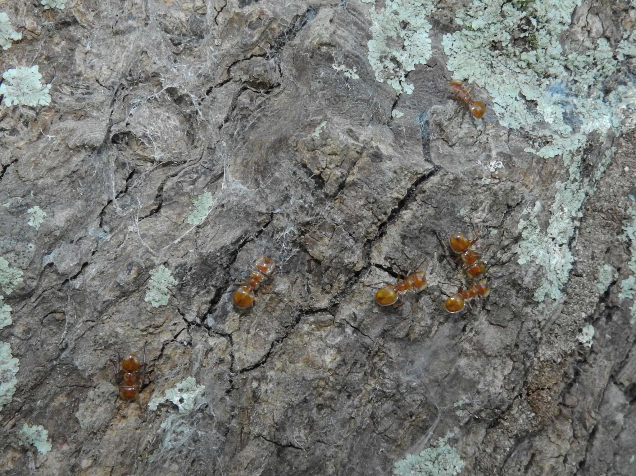 Cephalotes clypeatus (Fabricius 1804) resmi