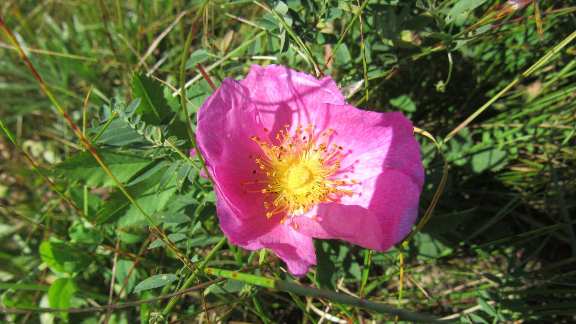 صورة Rosa acicularis subsp. acicularis