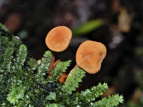 Image of Marasmius croceus G. Stev. 1964