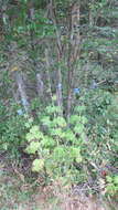 Image of Delphinium × cultorum Voss