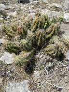 Image de Echinocereus enneacanthus subsp. brevispinus (W. O. Moore) N. P. Taylor